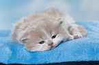 Highlander Kitten