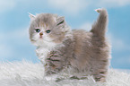 Highlander Kitten
