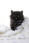 Highlander Kitten