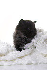 Highlander Kitten