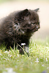 Highlander Kitten