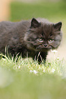 Highlander Kitten