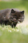 Highlander Kitten
