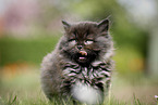 Highlander Kitten
