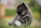 sitting Highlander Kitten
