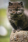 sitting Highlander Kitten