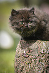 lying Highlander Kitten