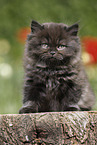 sitting Highlander Kitten
