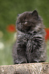 sitting Highlander Kitten