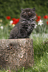 sitting Highlander Kitten