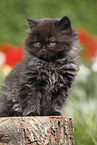 sitting Highlander Kitten