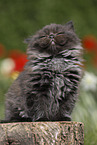sitting Highlander Kitten