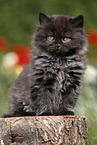 sitting Highlander Kitten