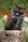 sitting Highlander Kitten