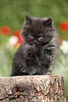sitting Highlander Kitten