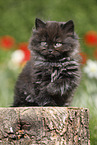 sitting Highlander Kitten