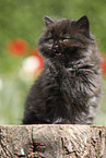sitting Highlander Kitten