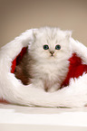 Highlander kitten with santa hat