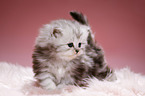 Highlander kitten