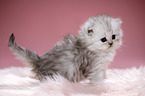 Highlander kitten
