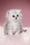 Highlander kitten
