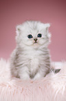 Highlander kitten