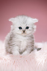 Highlander kitten