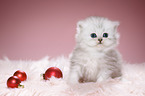 Highlander Kitten with Christmas tree balls
