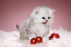 mewing Highlander kitten