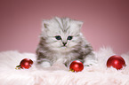 Highlander Kitten with Christmas tree balls