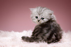 Highlander kitten