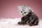 Highlander kitten