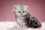 Highlander kitten
