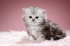 Highlander kitten