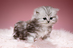 Highlander kitten