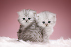 Highlander kittens