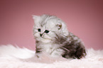 Highlander kitten