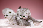 Highlander kittens
