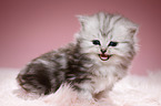 mewing Highlander kitten