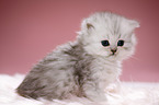 Highlander kitten