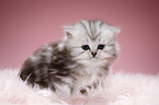 Highlander kitten