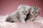 Highlander kittens