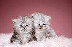 sleeping Highlander kittens
