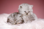 sleeping Highlander kittens