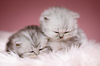 sleeping Highlander kittens
