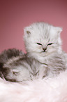sleeping Highlander kittens