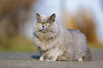 Highlander