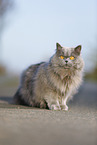Highlander