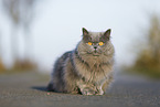 Highlander