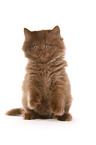 Highlander Kitten